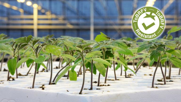 Portinnesti-pomodoro-resistenti-tobrfv syngenta