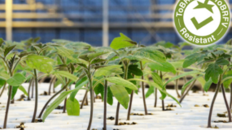 Portinnesti-pomodoro-resistenti-tobrfv-syngenta