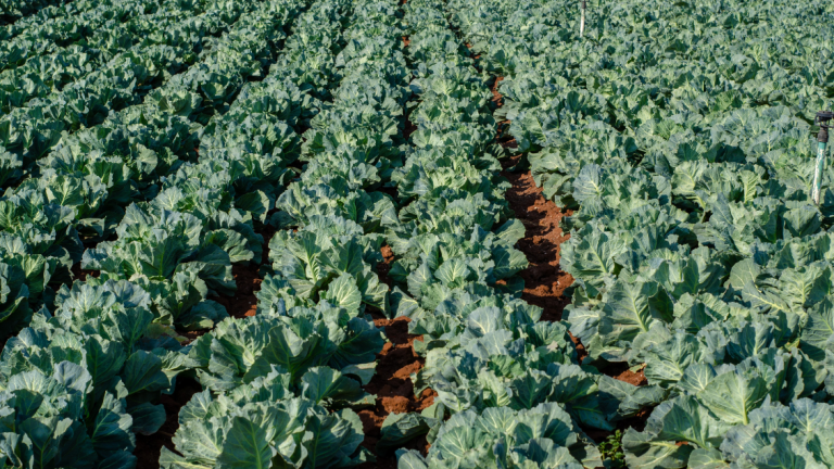 Brassica Field main image