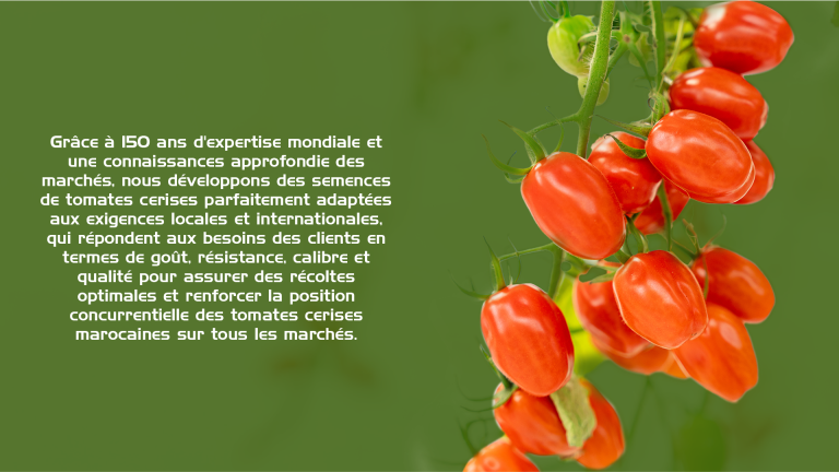 Tomate