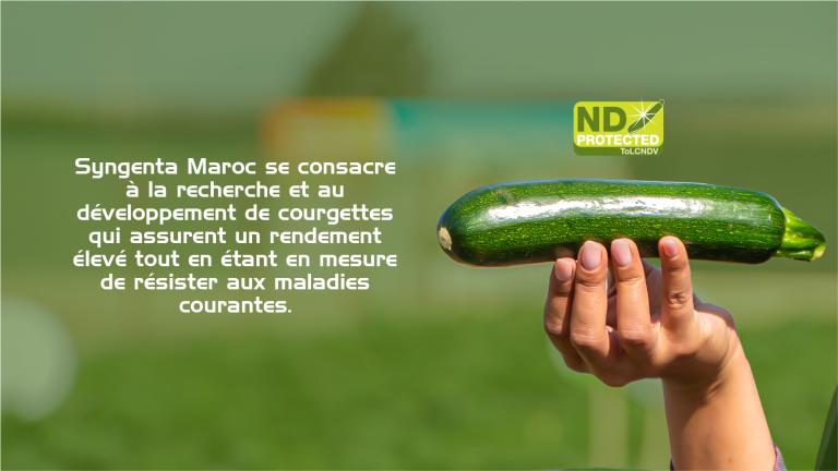 Courgettes