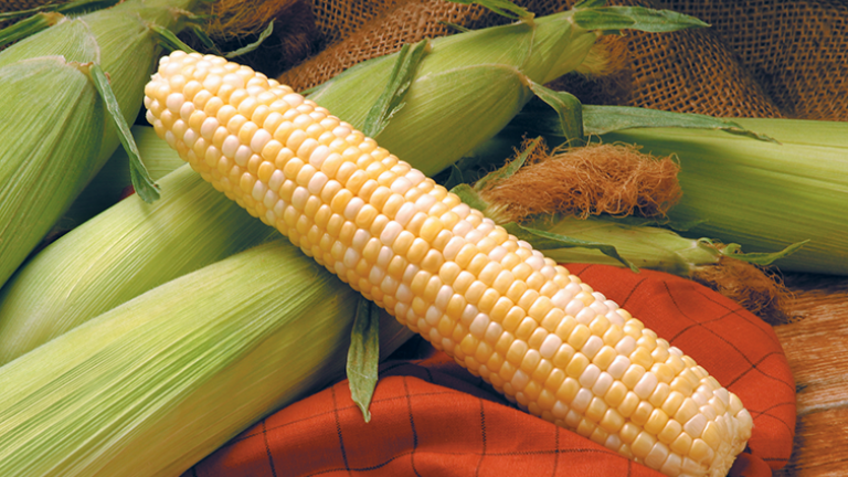Providence Sweet Corn