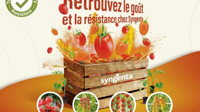  Nouvelles Tomates Syngenta Semences
