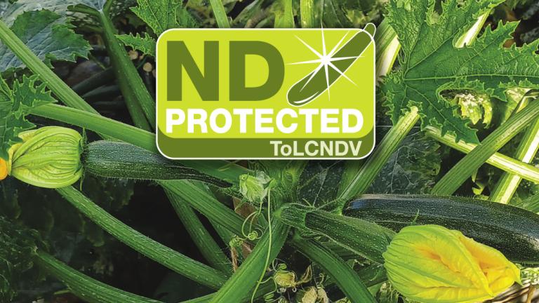 LAMBDA ND la nuova frontiera nella lotta al virus New Delhi dello zucchino