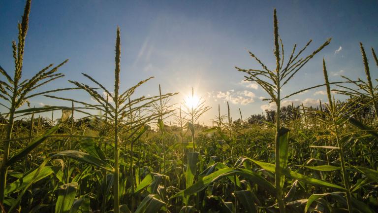Sweet Corn Field