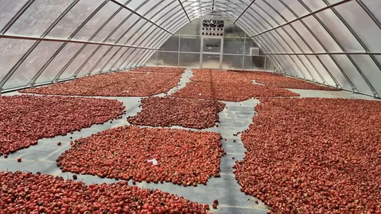 chilies_Syngenta Group Image