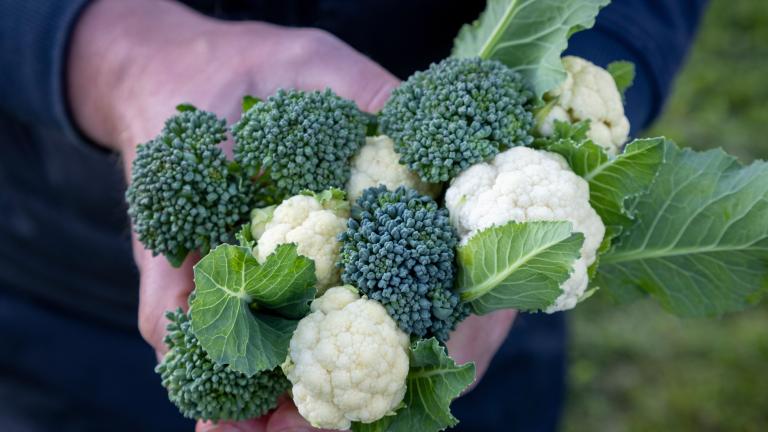 cauliflower+brocoli