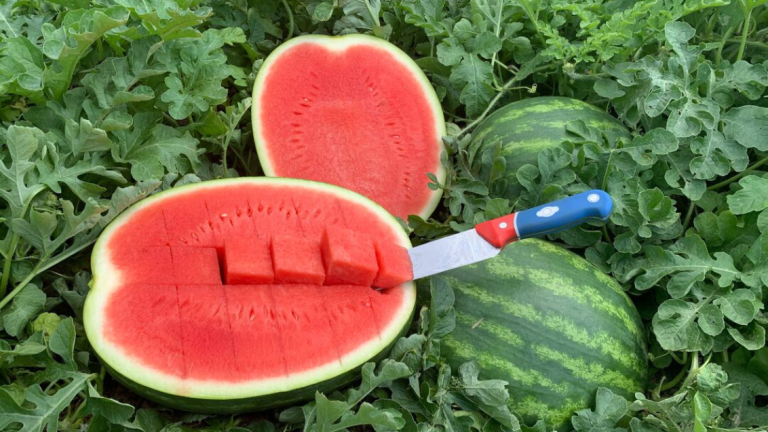 Cut Watermelon Main Image
