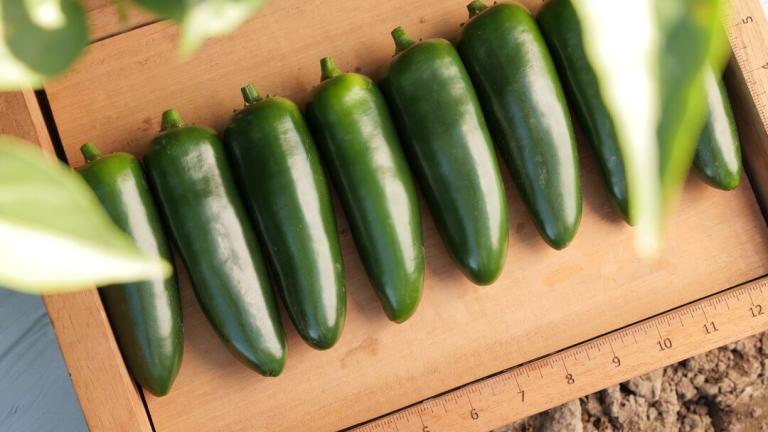 Chametla Jalapeno