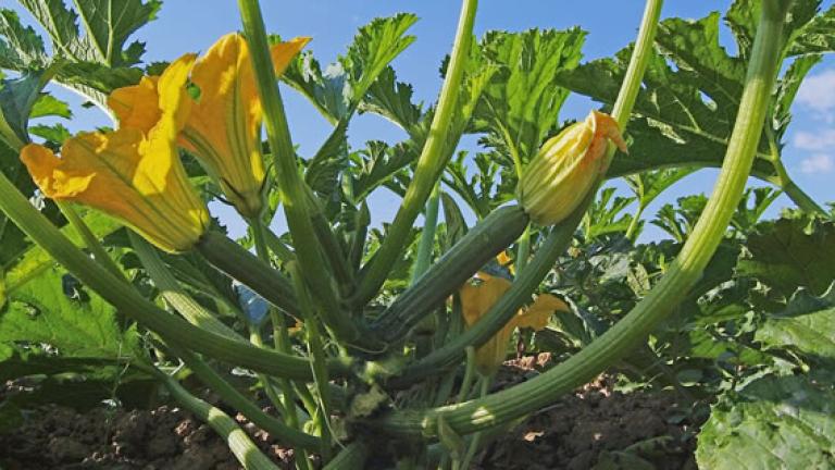 zucchino syngenta