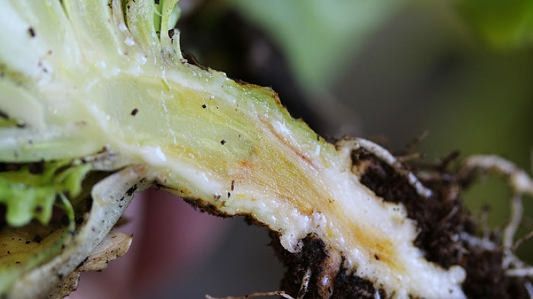 fusariose