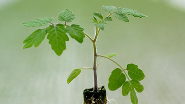 rootstockthumbnsail