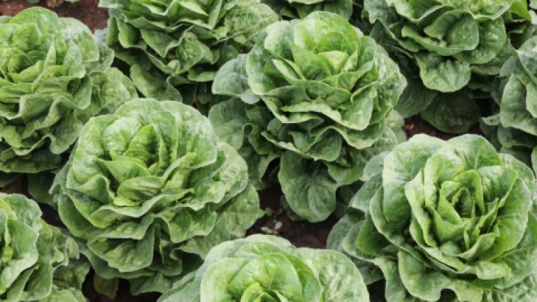 lechuga_480x360.jpg