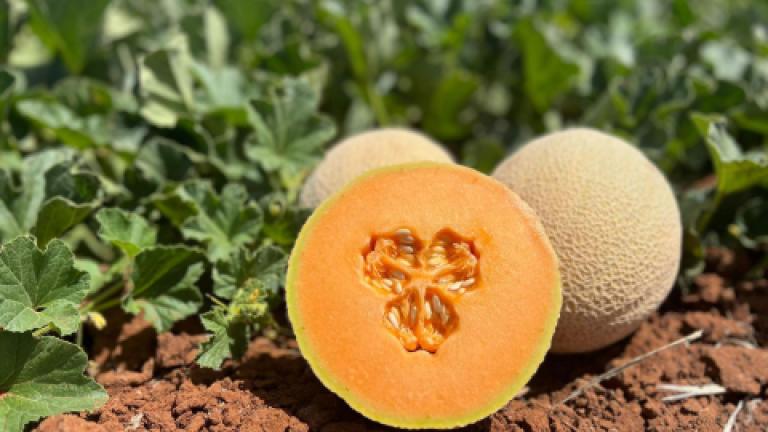 melon_480x360.jpg
