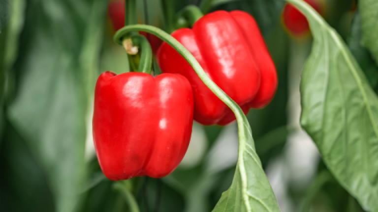 pimiento_480x360.jpg