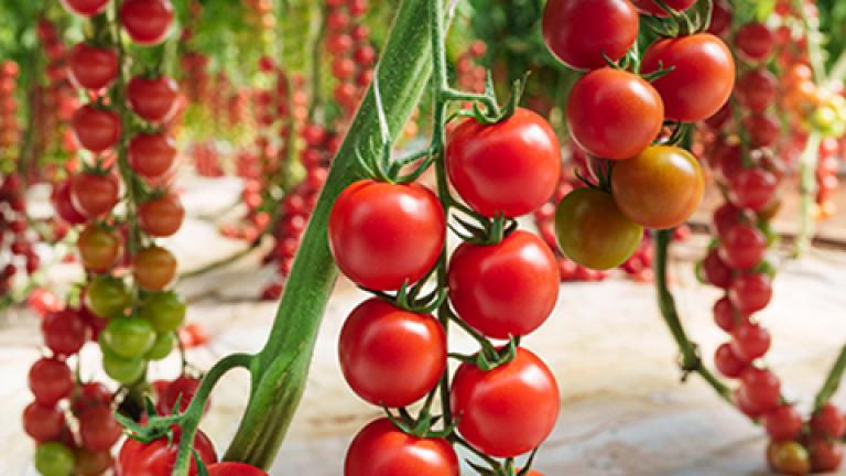 tomate-480x360.jpg