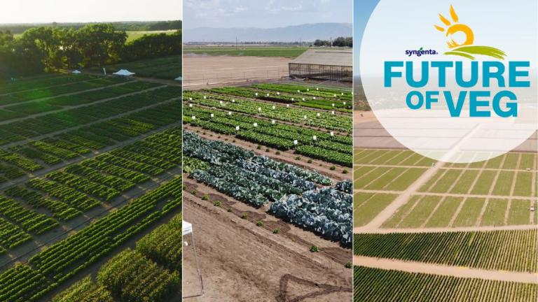 Future of Veg Syngenta