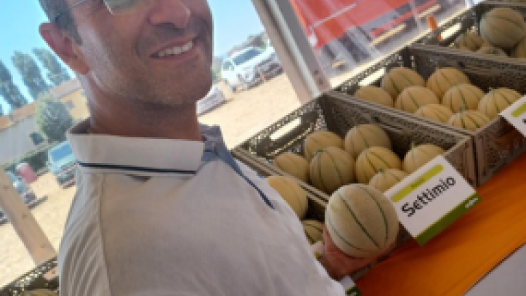 Melone-Settimio-Syngenta- Vegetable-Seeds