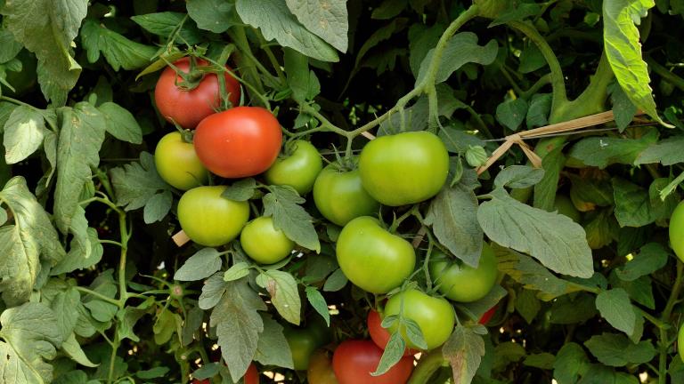 Tomato Open Field