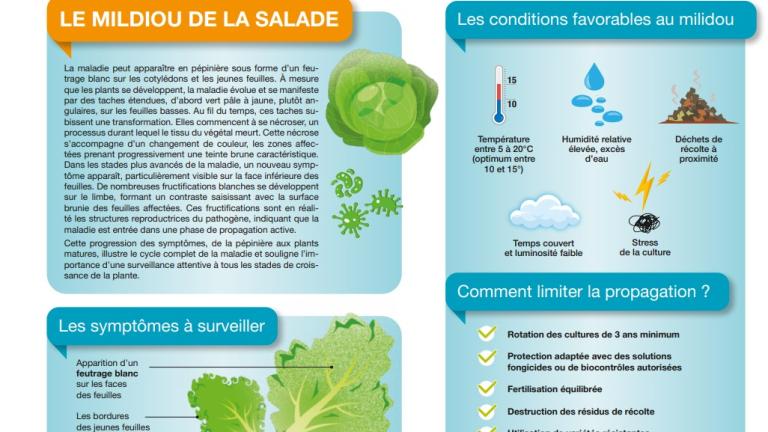 milidou_de_la_salade