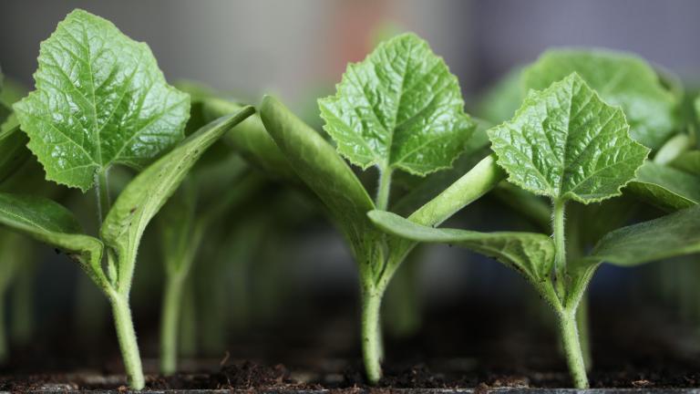 Rootstock