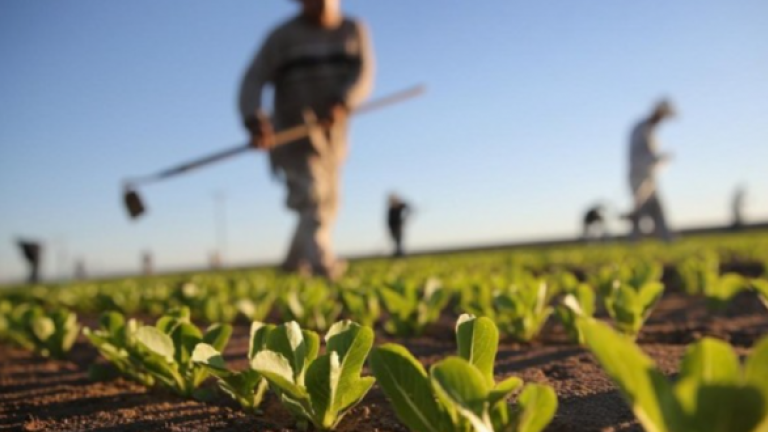 The first players who bring our seeds from the field to your table.
