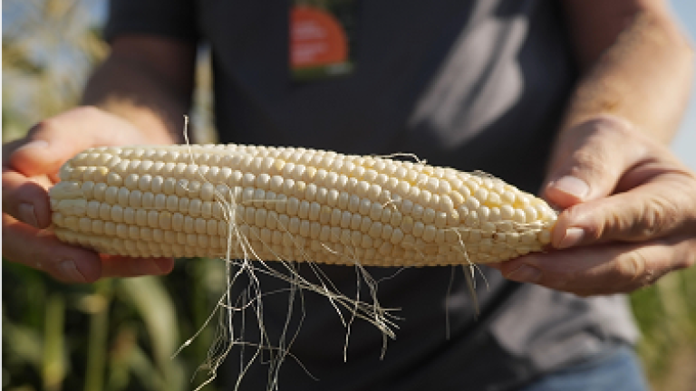 Glacial corn