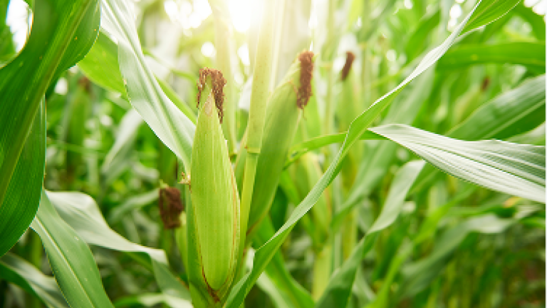 Glacial corn