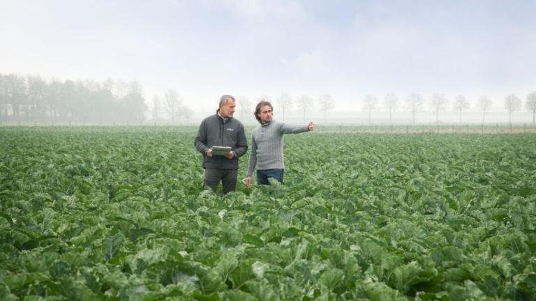 Cauliflower Field
