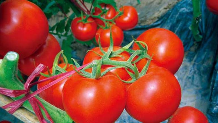 Tomatos