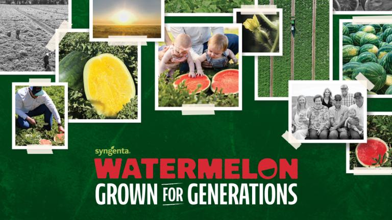 watermelon collage