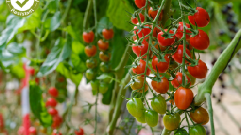 tomato_thumbnail