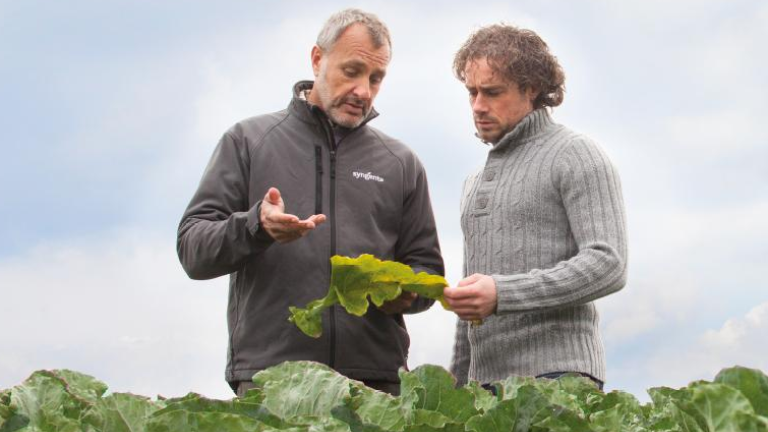 bulgary image teaser - syngenta