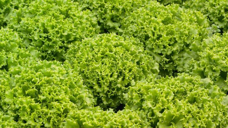 salads-header