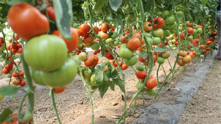 vegetable tomato