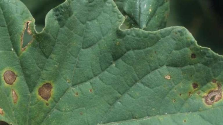 cucumber syngenta image disease