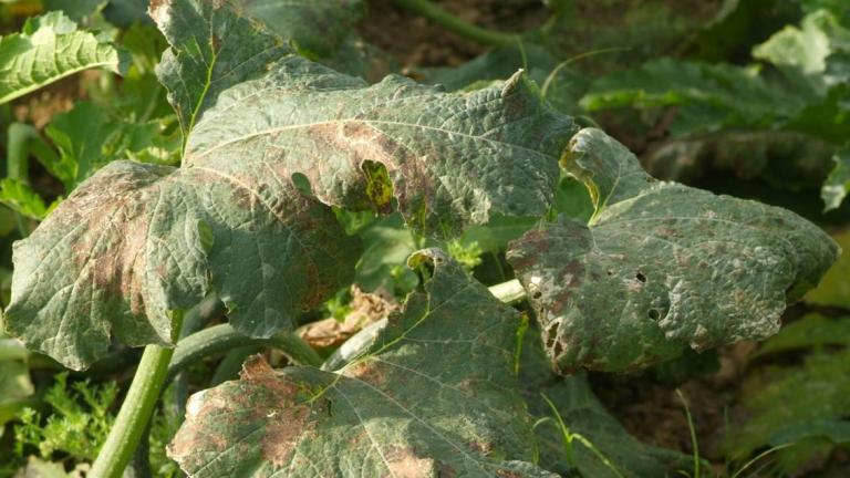 syngenta cucumber bulgary