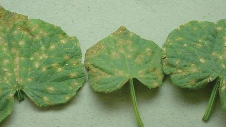 syngenta cucumber image