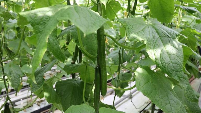 syngenta_krastavici_sep