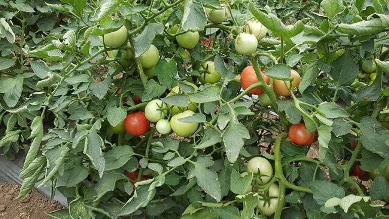 syngenta tomato