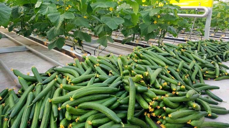 syngenta_semena_cucumber