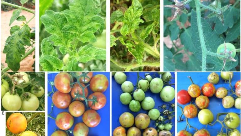 syngenta bulgary image