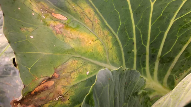 xanthomonas_article