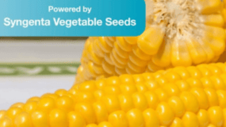 New Syngenta thumbnail 285X214