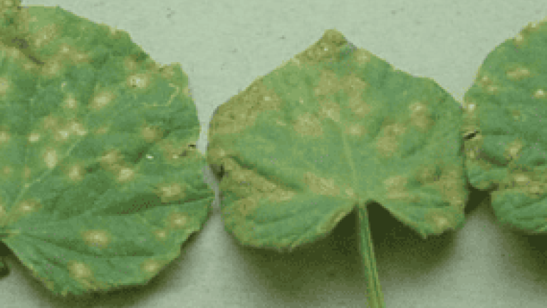New syngenta thumbnail 285x214