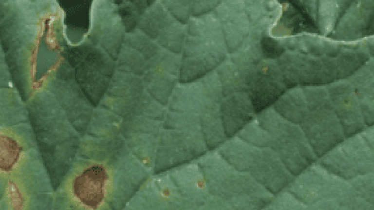 New syngenta thumbnail 285x214