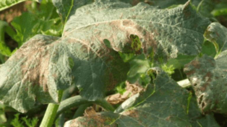 New syngenta thumbnail 285x214
