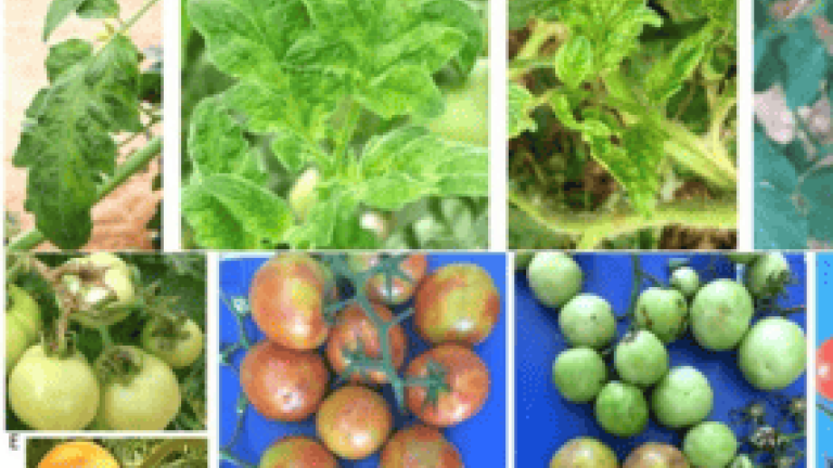 New syngenta thumbnail 285x214