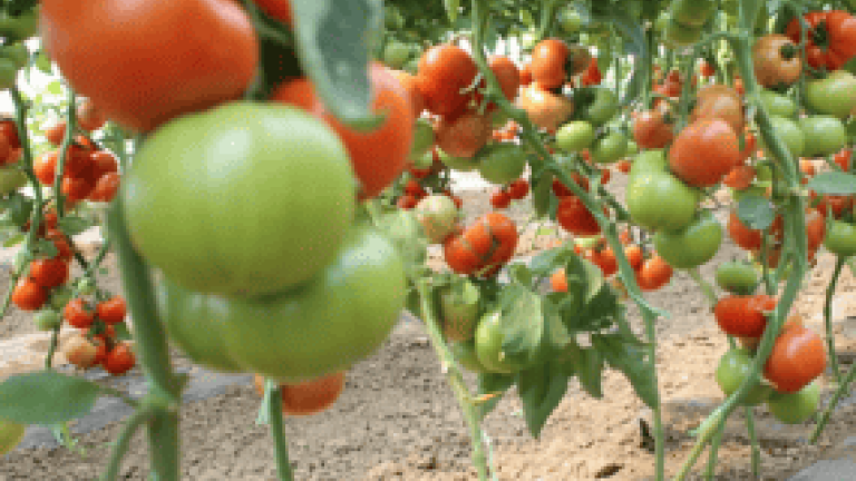 New syngenta thumbnail 285x214
