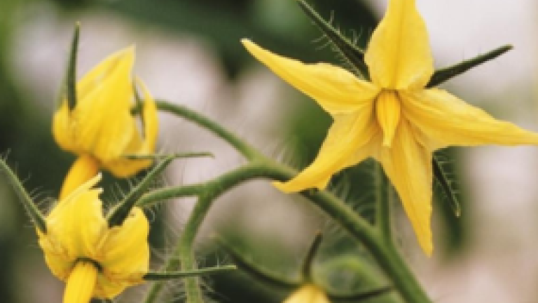 New syngenta thumbnail 285x214 px
